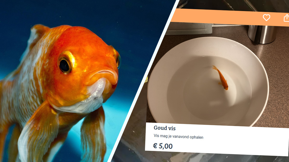 Massale goudvisvlucht op Marktplaats